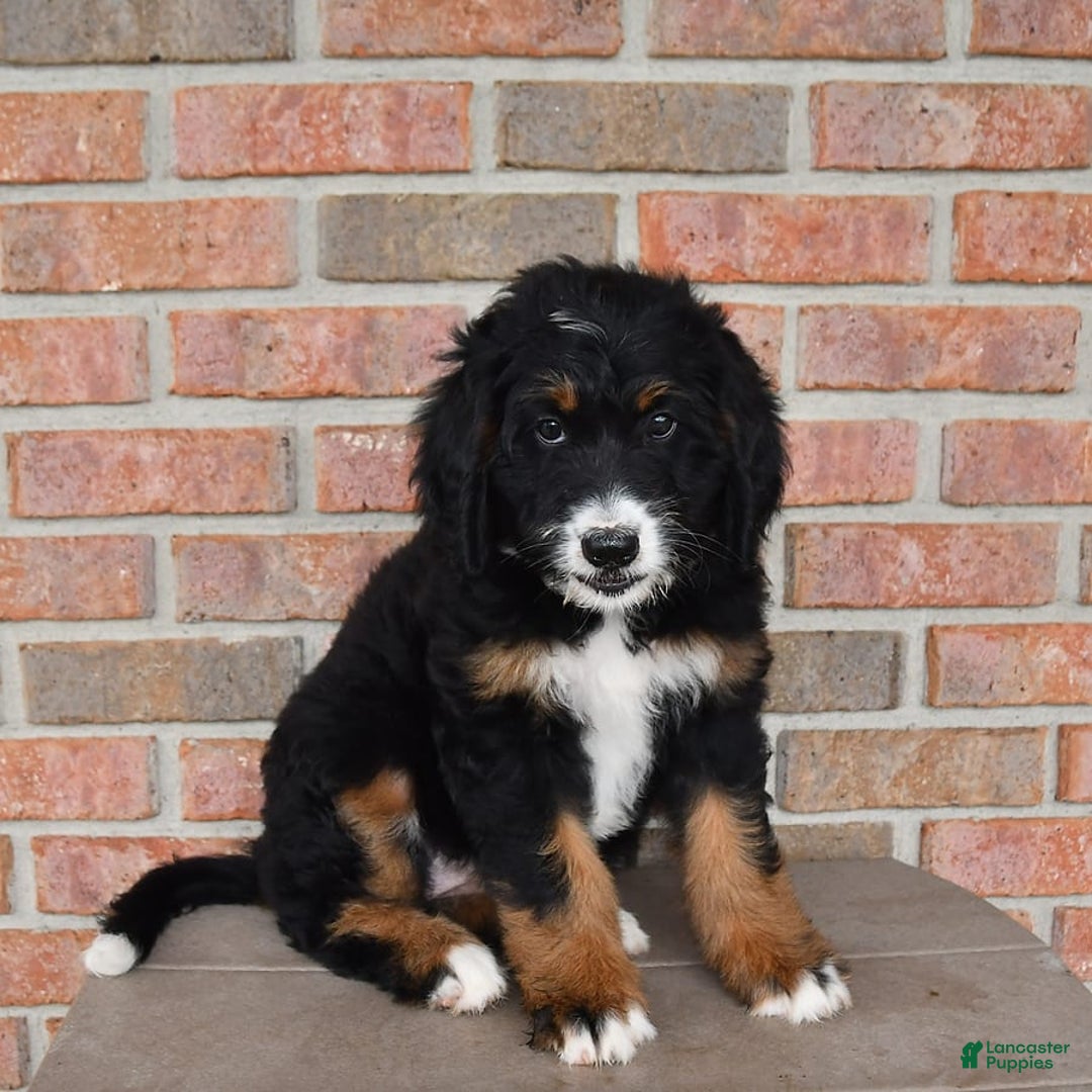 Bernedoodle dogs for sale: Candy - Image 3