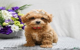 Bichpoo dogs for sale: Cheyenne - Image 10