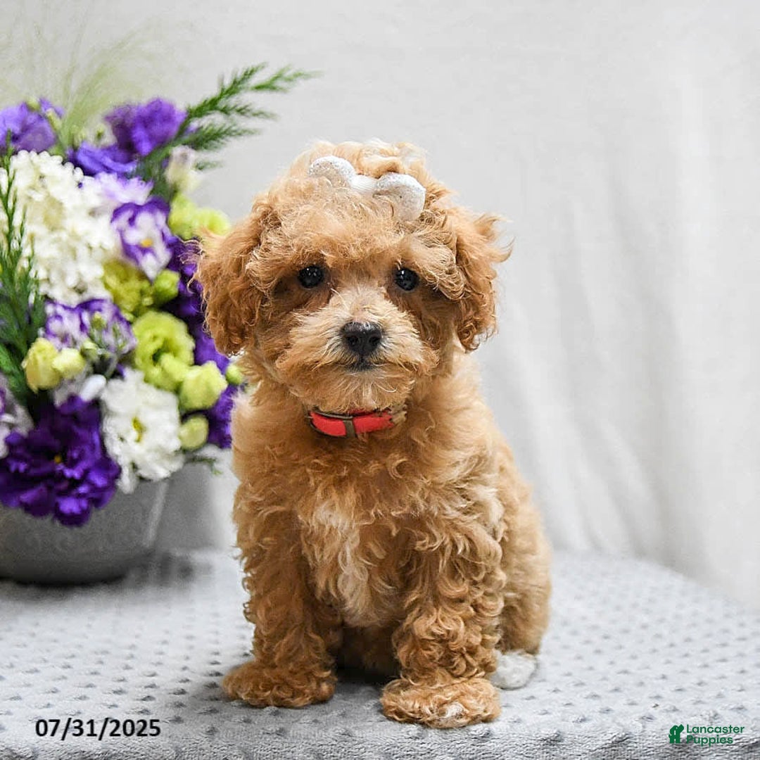 Bichpoo dogs for sale: Cheyenne - Image 10