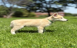 categoriesInfo:categoryAttributeOptions.pets.dogs.breed.akita dogs for sale: Champ - Image 10