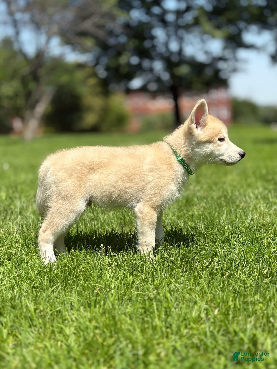 categoriesInfo:categoryAttributeOptions.pets.dogs.breed.akita dogs for sale: Champ - Image 10