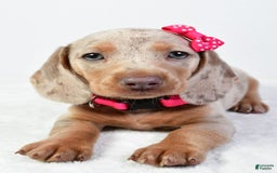 Miniature Dachshund dogs for sale: Stella - Image 2