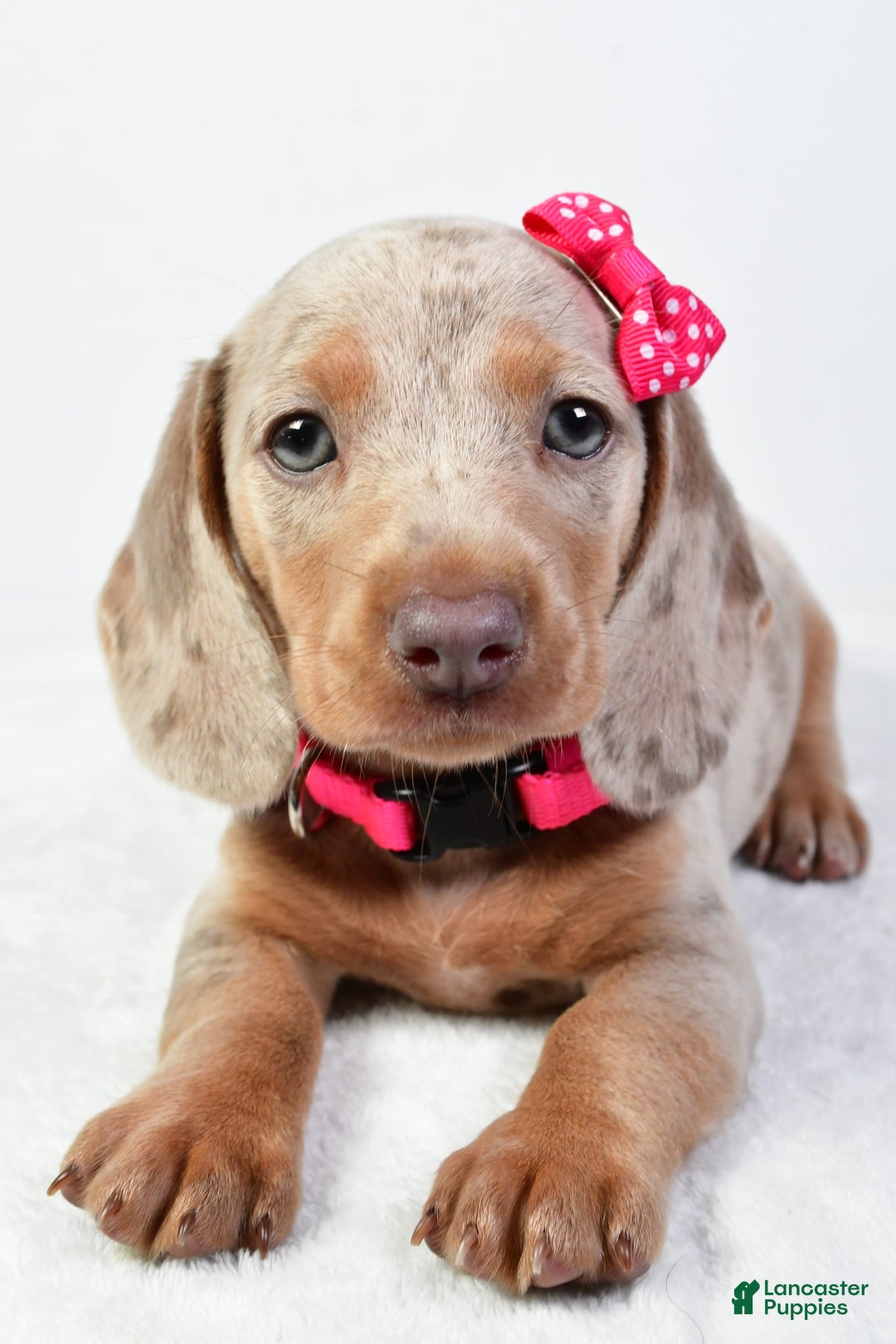Miniature Dachshund dogs for sale: Stella - Image 2