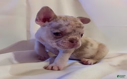 French Bulldog dogs for sale: Brooklyn - Image 1