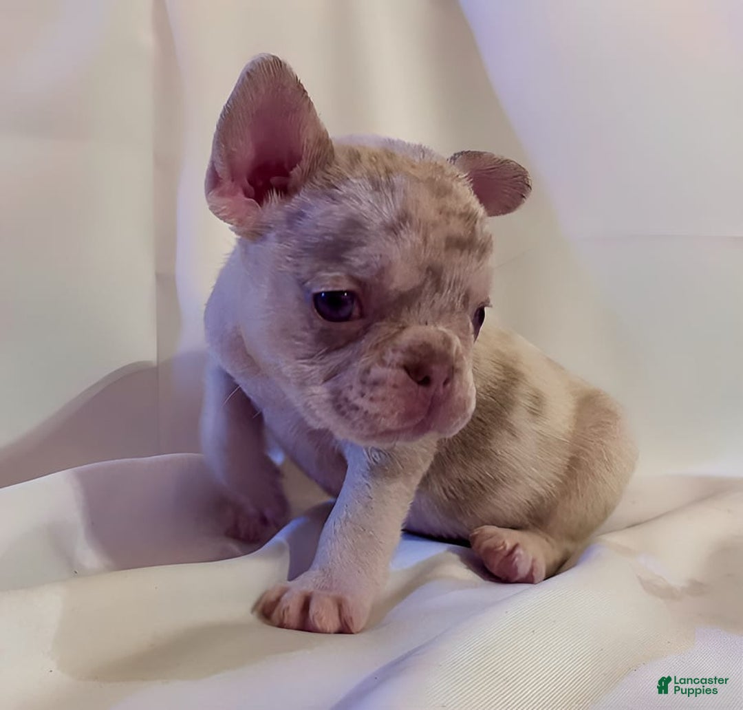 French Bulldog dogs for sale: Brooklyn - Image 1