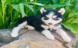Siberian Husky dogs for sale: Bridgett - Image 3