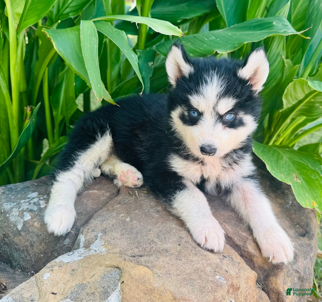 Siberian Husky dogs for sale: Bridgett - Image 3