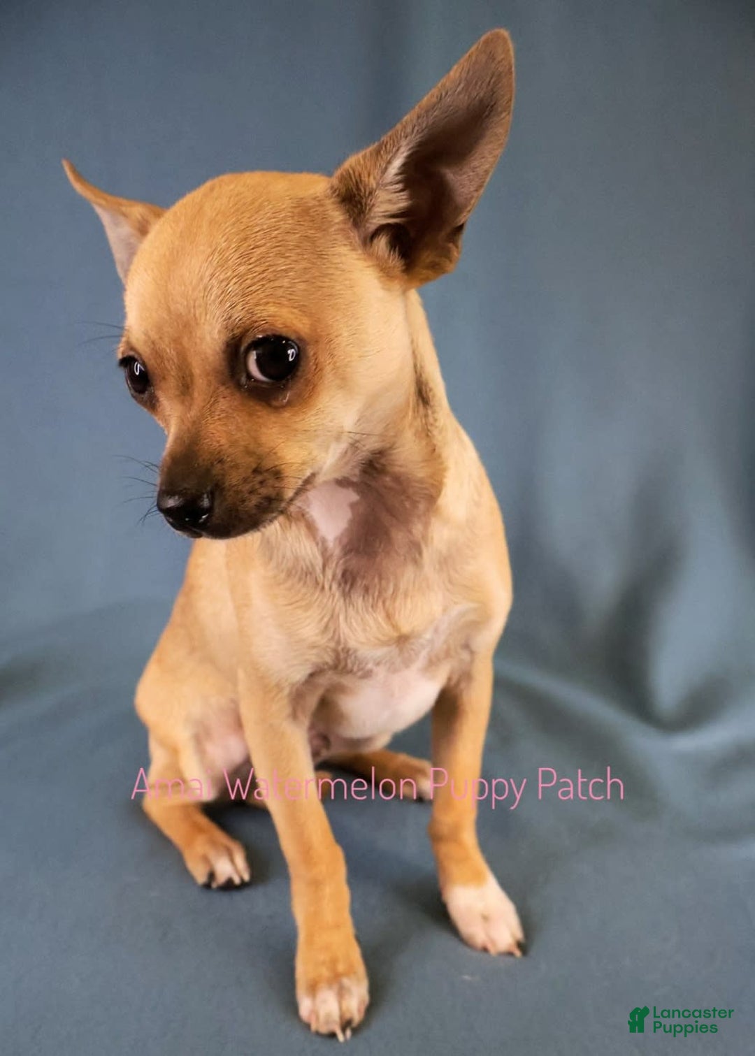 Chihuahua dogs for sale: Clark - Image 4