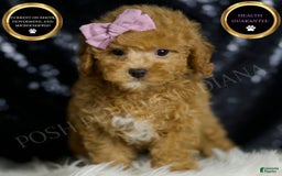 Miniature Poodle dogs for sale: Pattie - Image 5