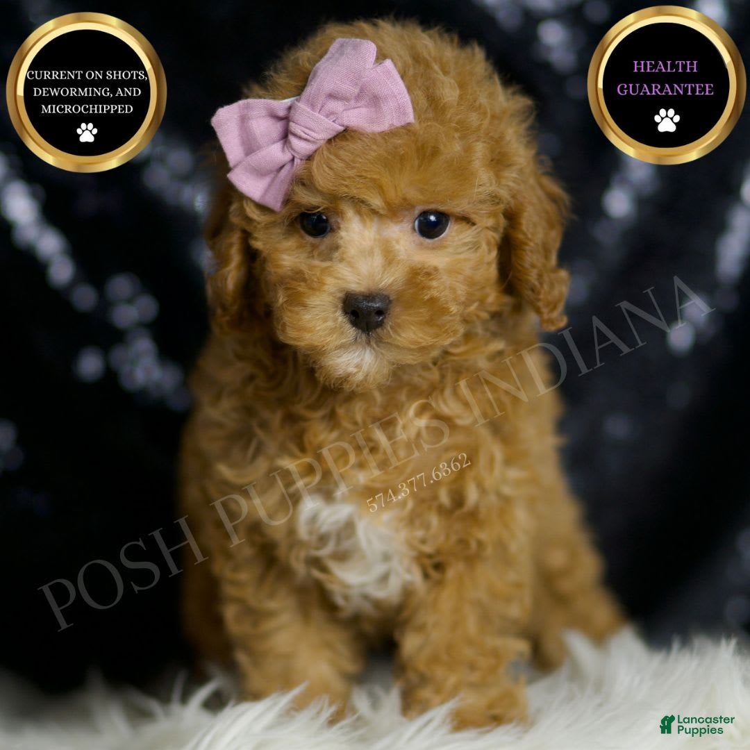 Miniature Poodle dogs for sale: Pattie - Image 5