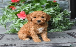 Miniature Poodle dogs for sale: Dixie - Image 1