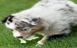 Australian Shepherd dogs for sale: Kiwi - Image 8