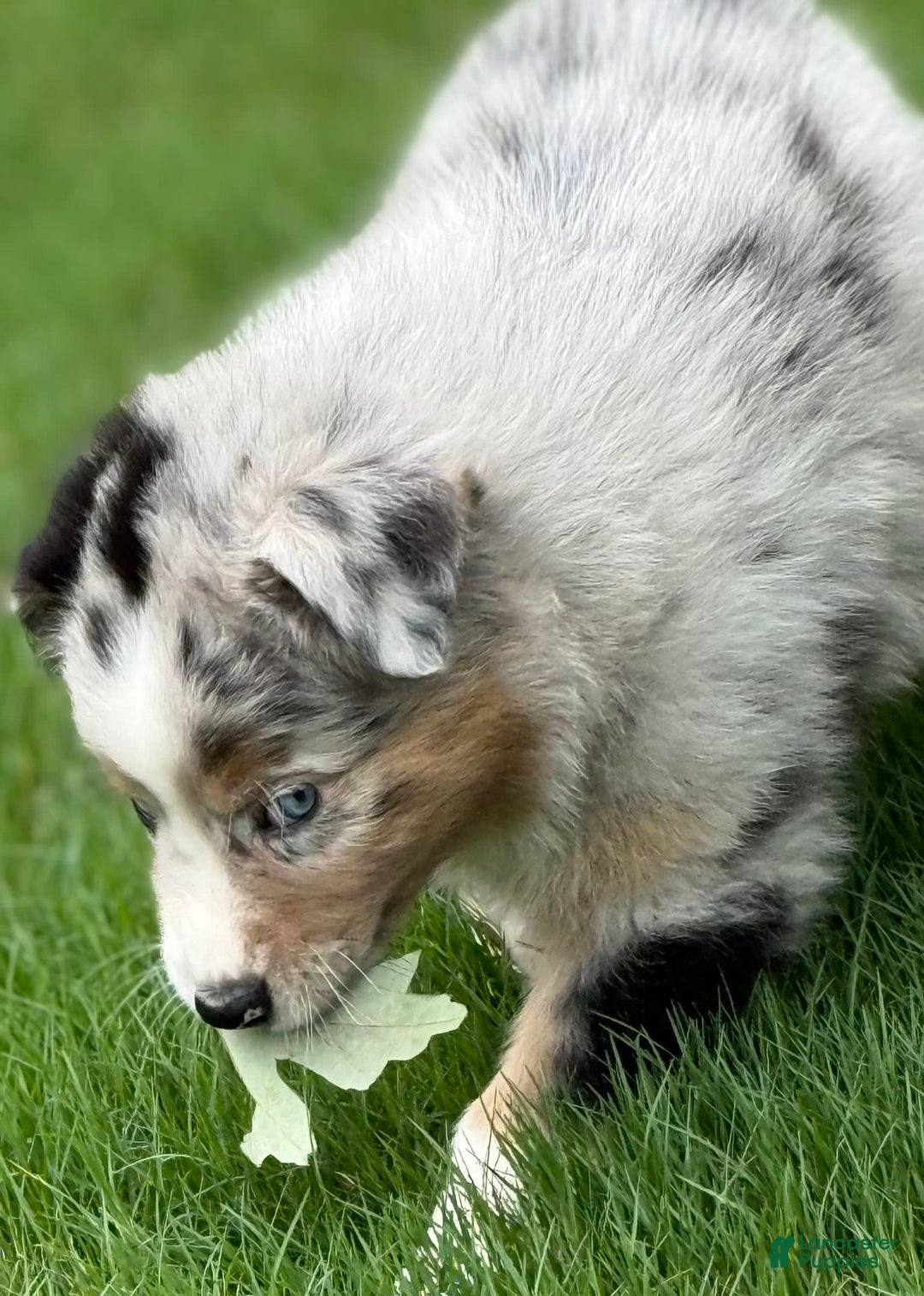 Australian Shepherd dogs for sale: Kiwi - Image 8
