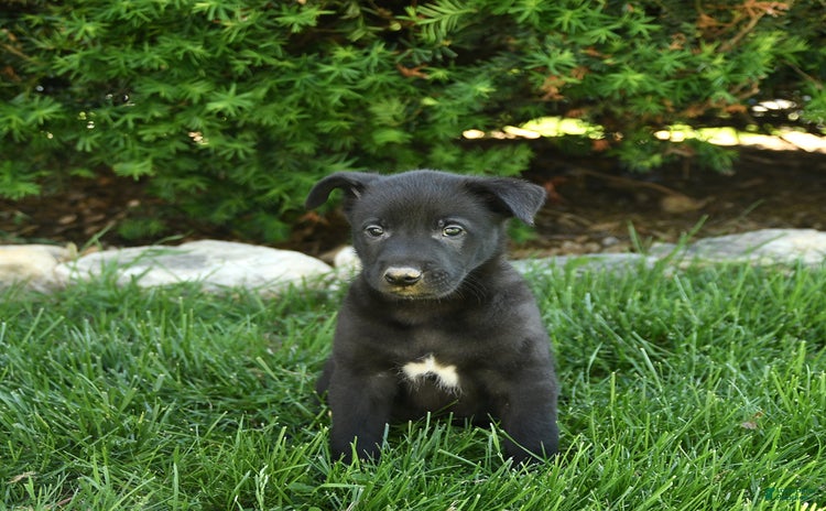 Belgian Malinois dogs for sale - Ad 5