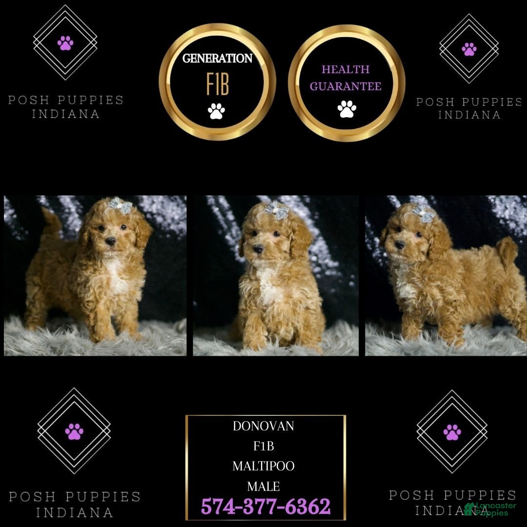 Maltipoo dogs for sale: Donovan - Image 2