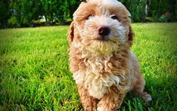Havapoo dogs for sale: Whisky - Image 4