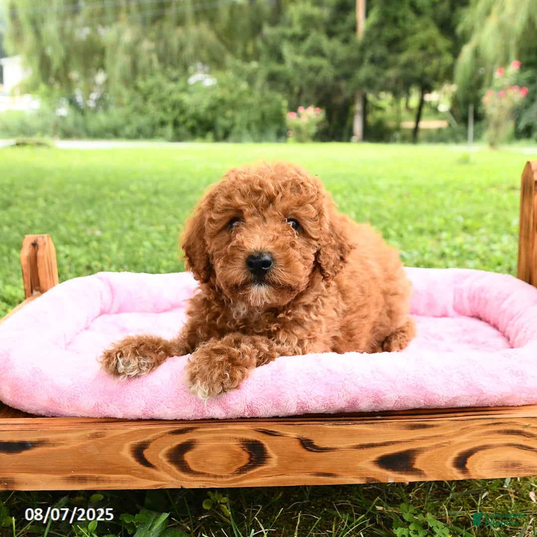 Miniature Poodle dogs for sale: Angel - Image 5