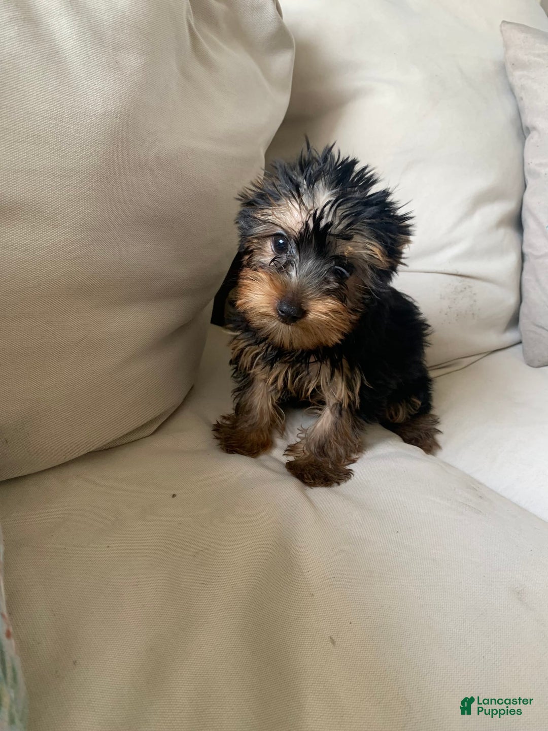 Yorkshire Terrier dogs for sale: Nala - Image 2
