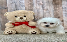 Bichon Frise dogs for sale: Banana - Image 1