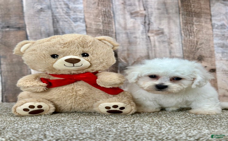 Bichon Frise dogs - Advert 7