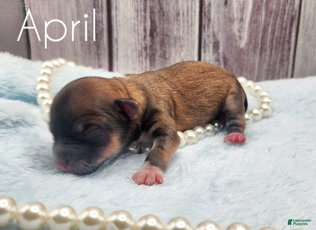 Chinese Crested dogs for sale: April - Image 1