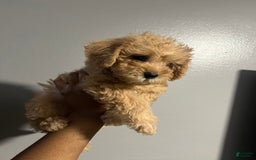 Cavapoo dogs for sale: Charlie - Image 5