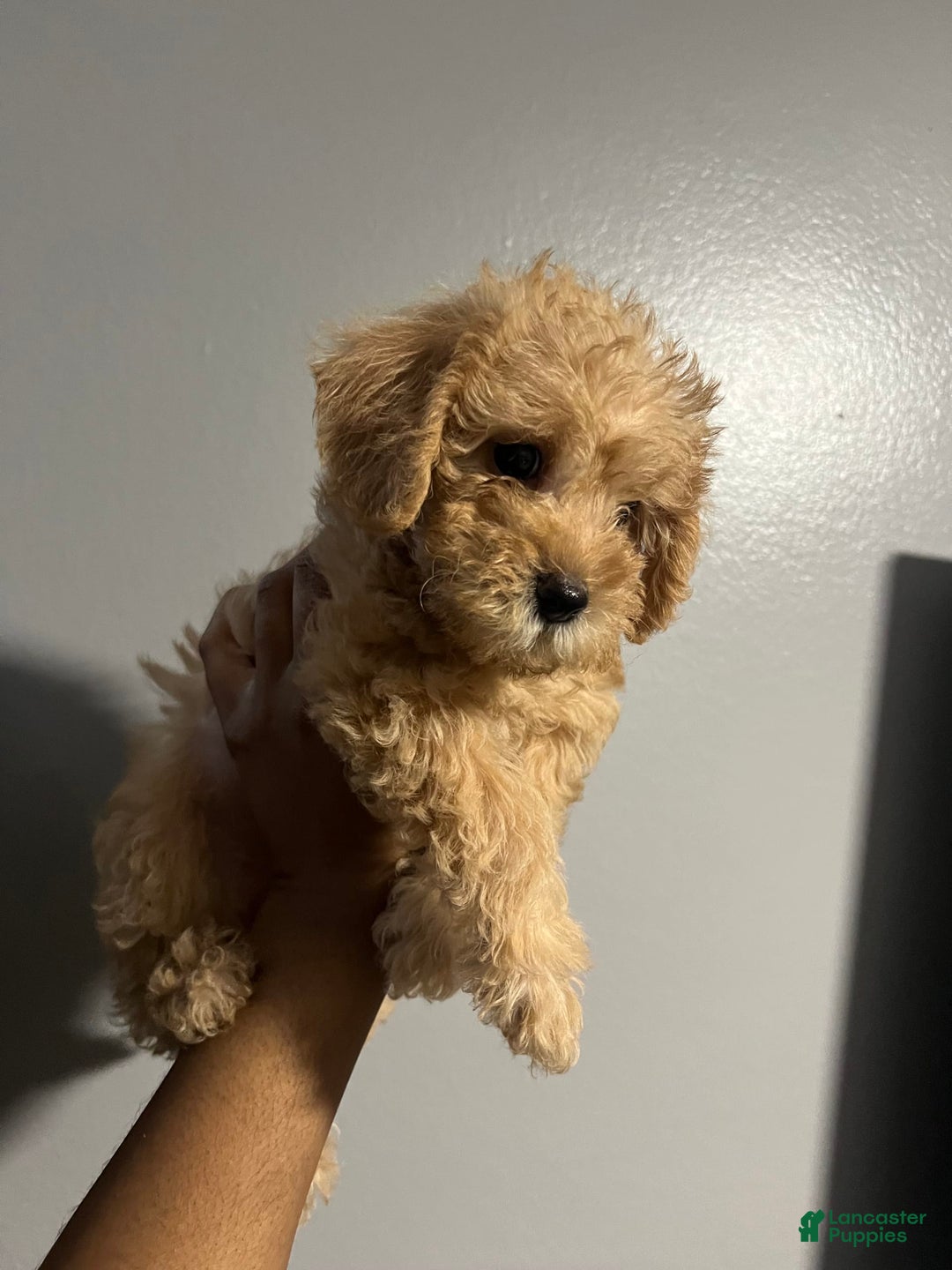 Cavapoo dogs for sale: Charlie - Image 5