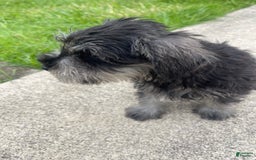Miniature Schnauzer dogs for sale: Pepper And Gray - Image 1