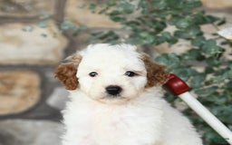 Mini Goldendoodle dogs for sale: Fluffy - Image 2