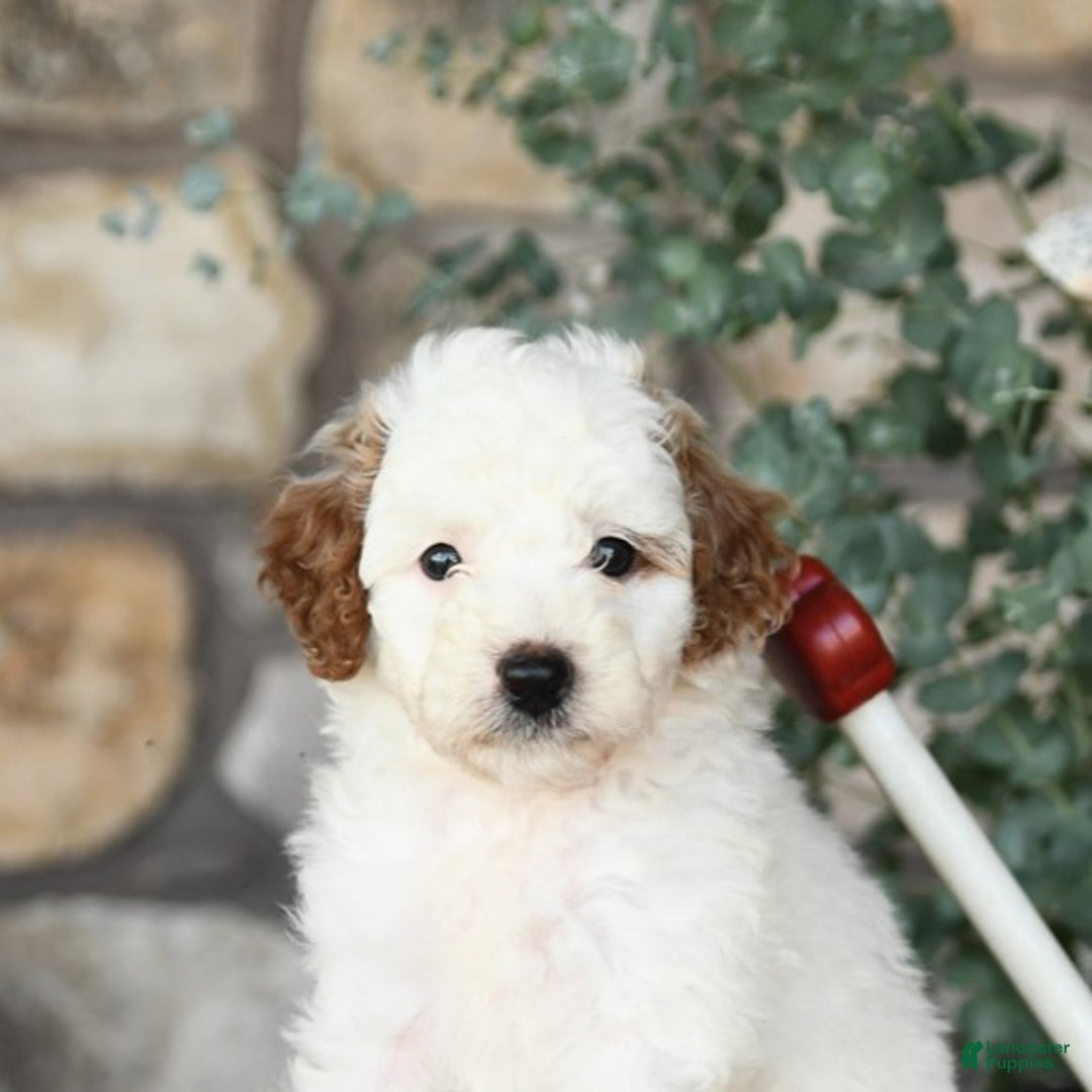 Mini Goldendoodle dogs for sale: Fluffy - Image 2