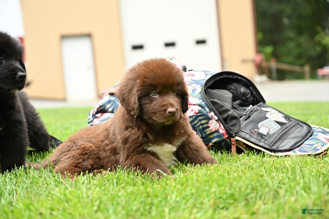 Newfoundland dogs for sale: Bella - Image 18