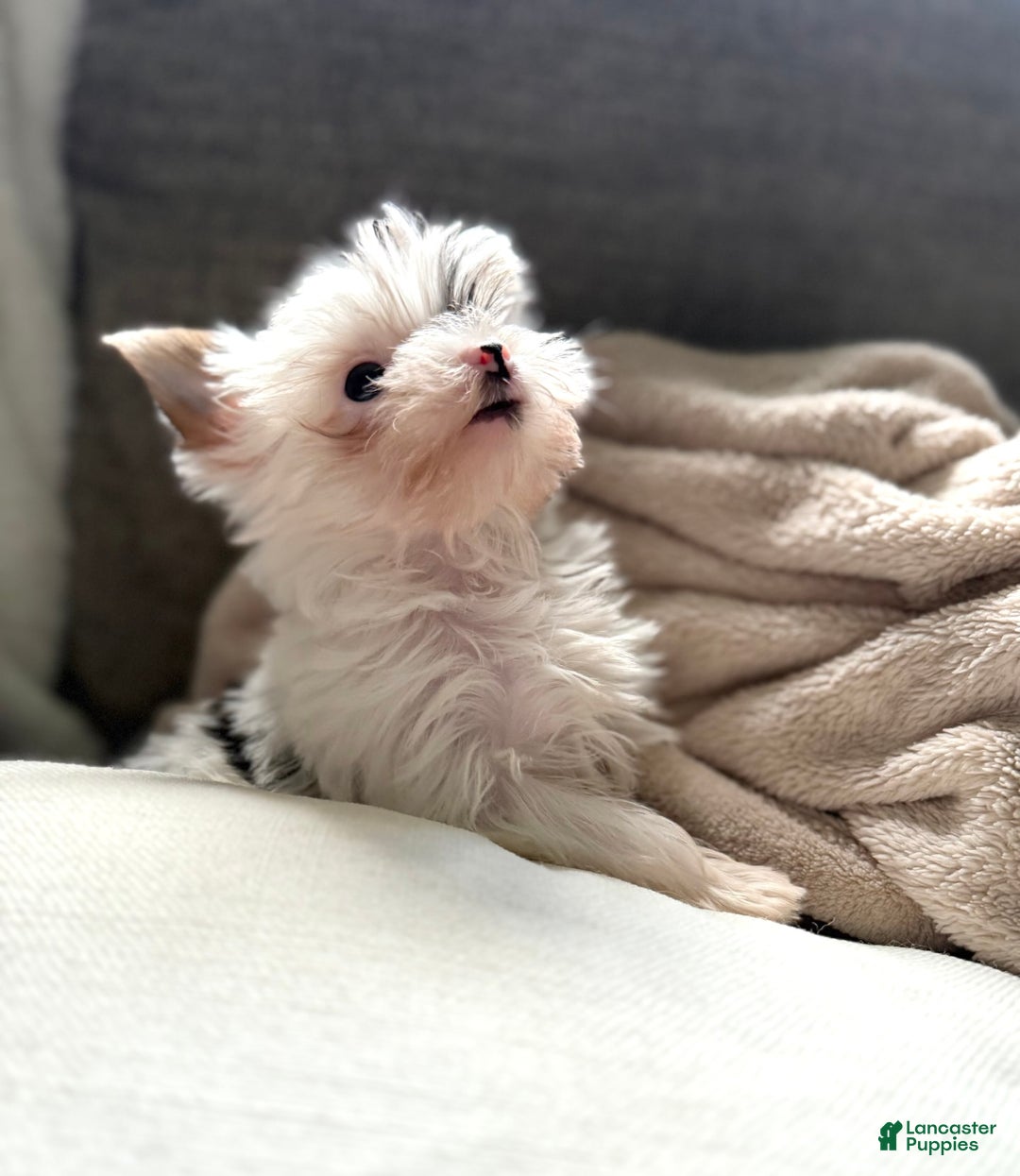 Yorkshire Terrier dogs for sale: Daniel - Image 15