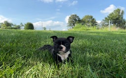 Frenchton dogs for sale: Hunter - Image 2