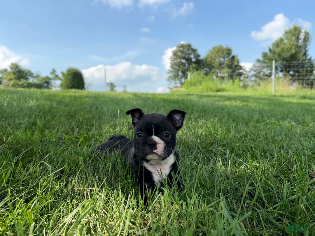 Frenchton dogs for sale: Hunter - Image 2