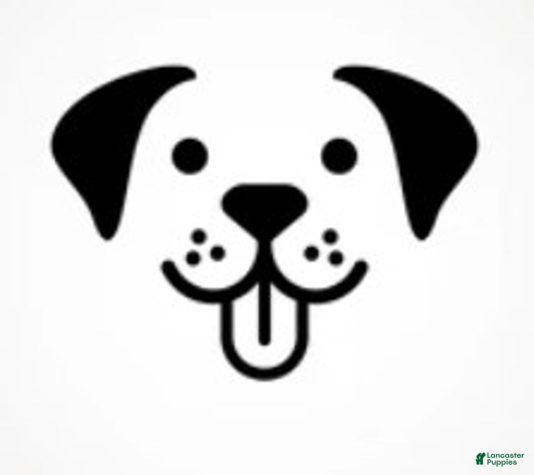 Mixed Breed dogs for sale: Rufus - Image 2