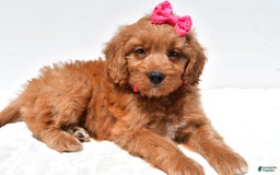 Mini Goldendoodle dogs for sale: Trixie - Image 1