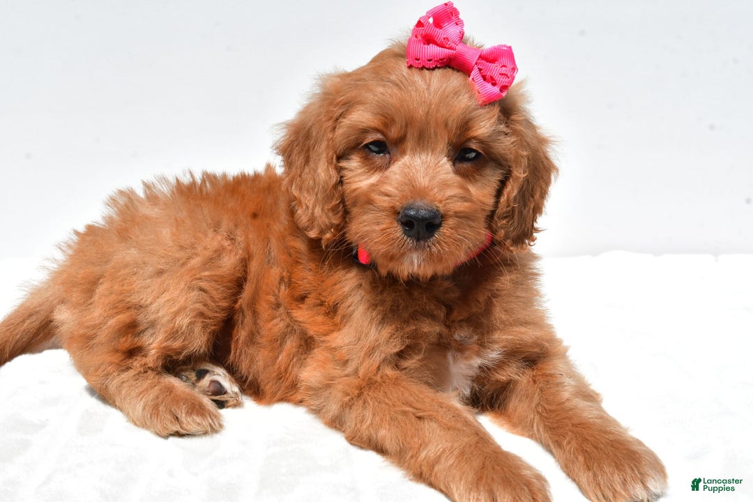 Mini Goldendoodle dogs for sale: Trixie - Image 1