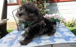 Aussiedoodle dogs for sale: Corby - Image 2