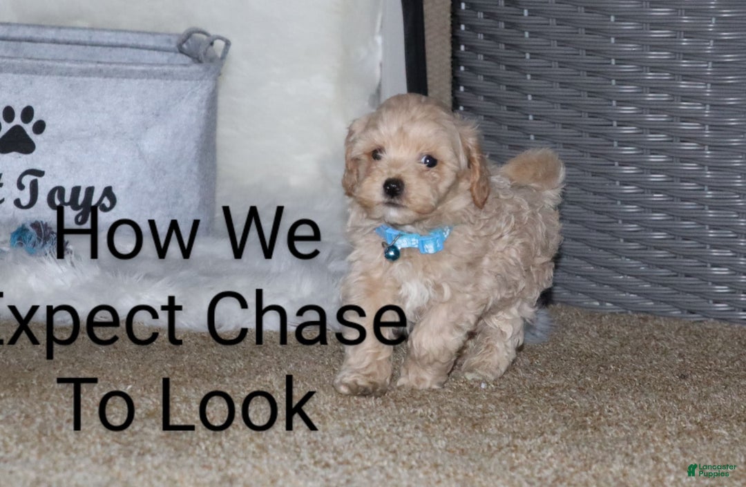 Havapoo dogs for sale: Chase - Image 4
