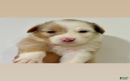 Australian Shepherd dogs for sale: Lennon - Image 1