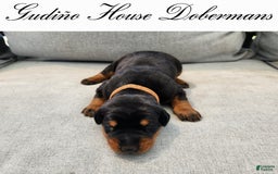Doberman Pinscher dogs for sale: Orange Collar Female - Image 2