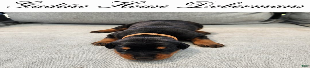 Orange Collar Female