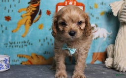 Cavapoo dogs for sale: Phoenix - Image 42