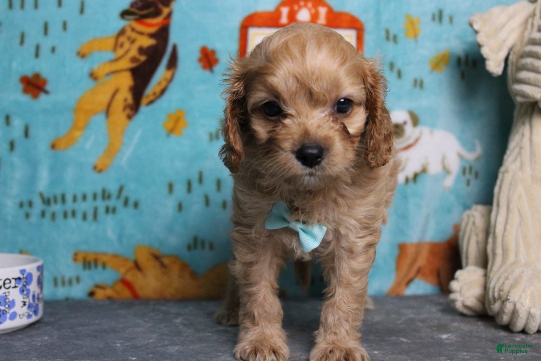 Cavapoo dogs for sale: Phoenix - Image 42