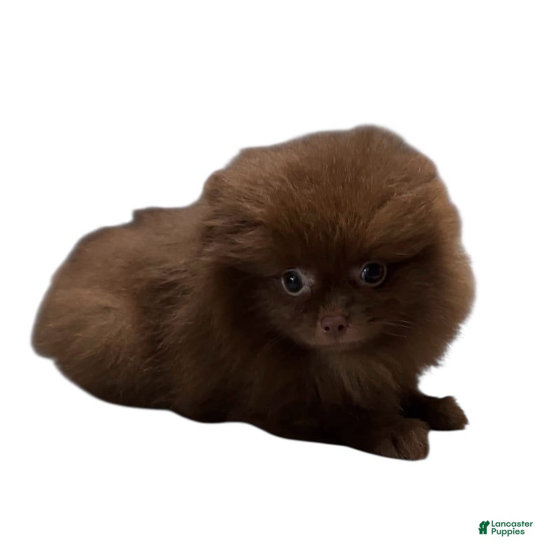 Pomeranian dogs for sale: Twix - Image 3