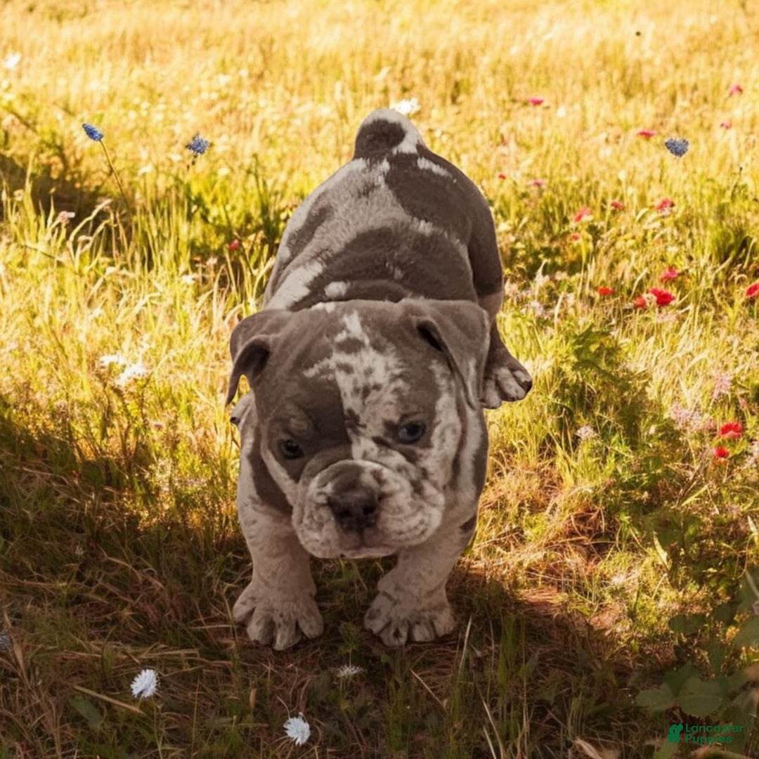 English Bulldog dogs for sale: Pebbles - Image 4