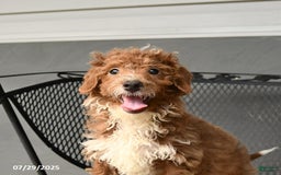 Mini Goldendoodle dogs for sale: Lilac - Image 7