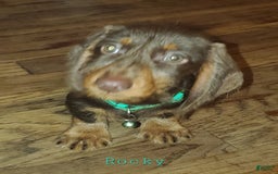 Dachshund dogs for sale: Rockin Robin - Image 4