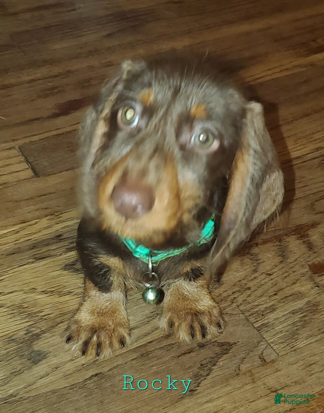 Dachshund dogs for sale: Rockin Robin - Image 4
