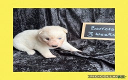 Siberian Husky dogs for sale: Burrata - Image 1